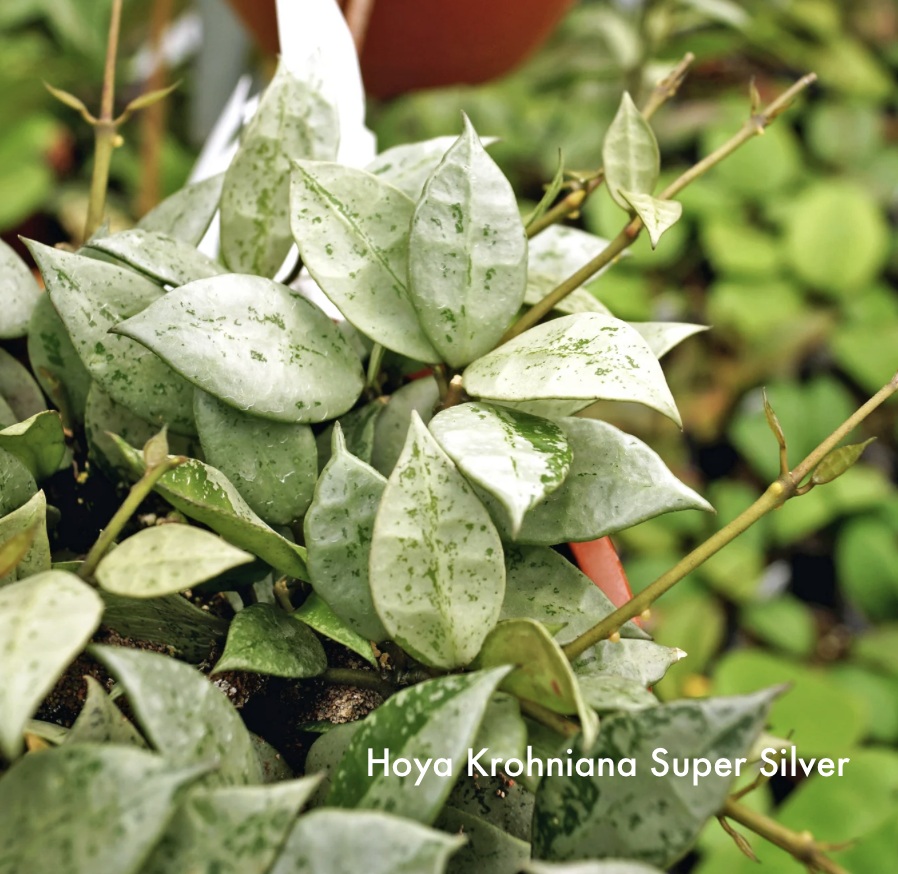 Hoya Krohniana Super Silver.png