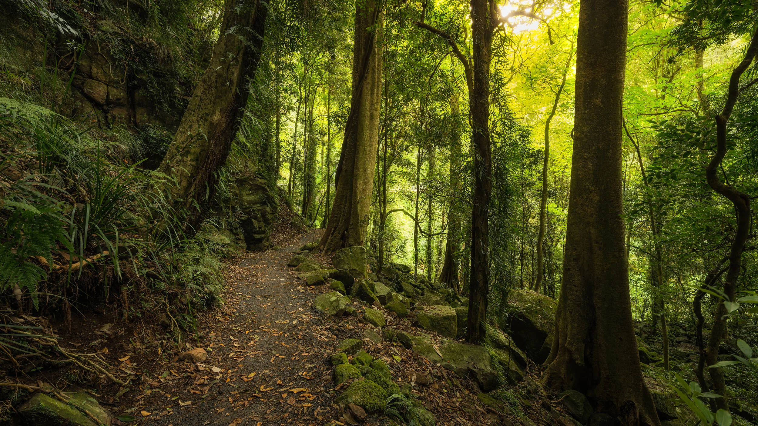 Shades of Green - Dorrigo National Park, Dorrigo - New South Wales