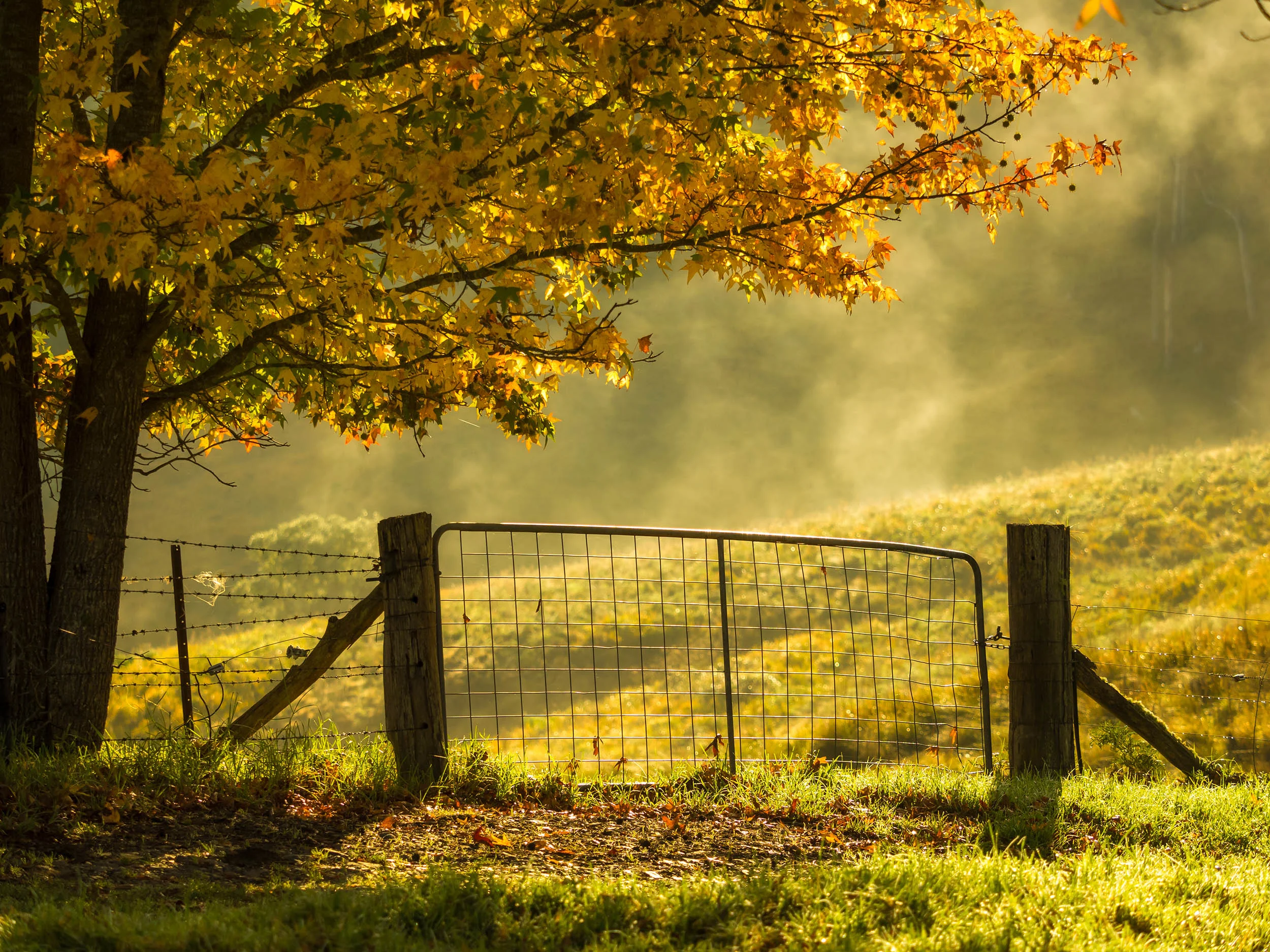 Autumn Dreams - Dorrigo, New South Wales