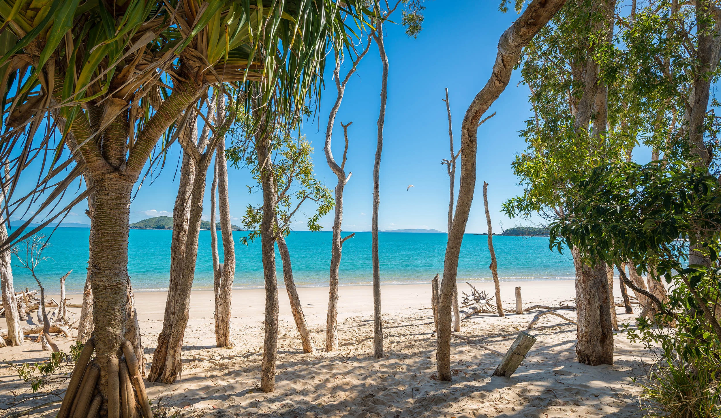 Beached - Putney Beach, Great Keppel Island - Queensland