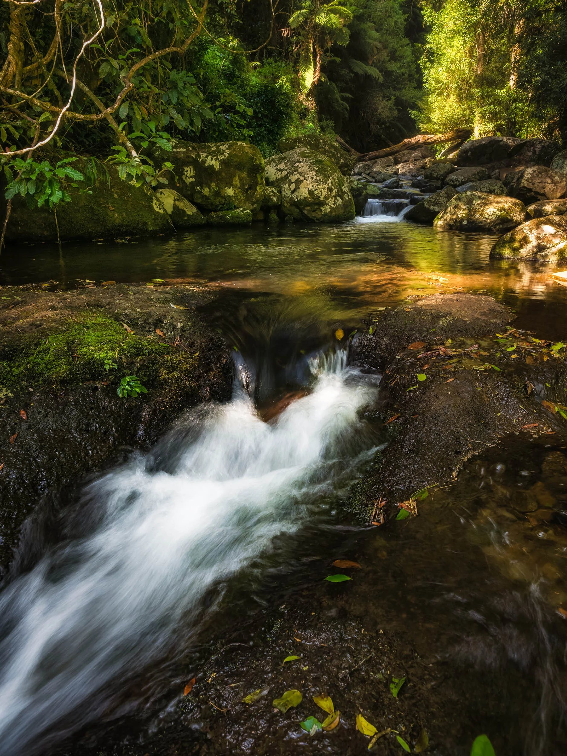 Autumn Warmth - Lamington National Park, Gold Coast - Queensland