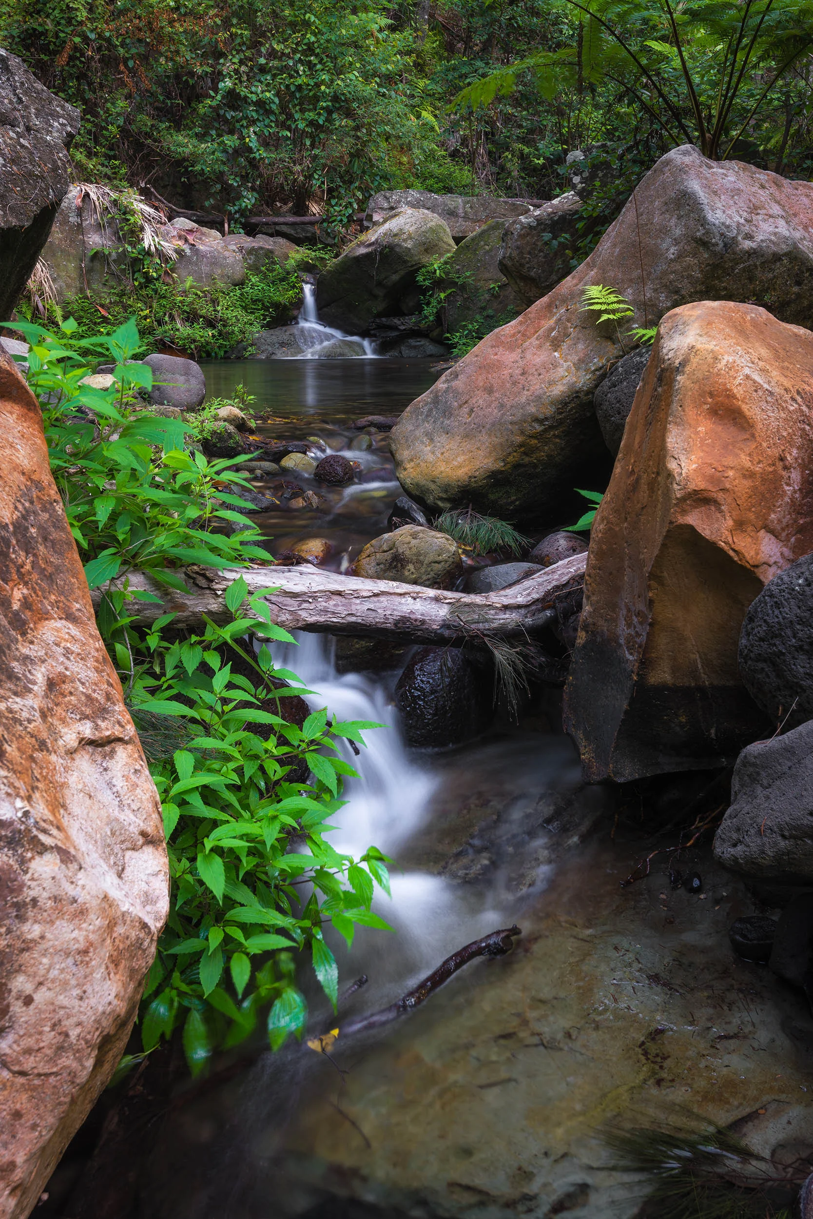 Life Stream - Moss Garden, Carnarvon Gorge - Queensland