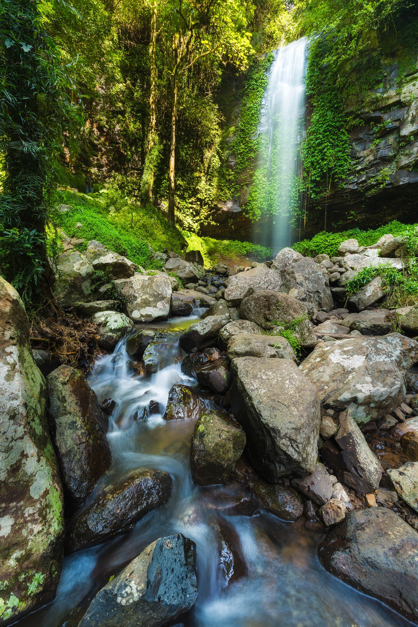 The majestic Crystal Shower Falls in Dorrigo National Park.