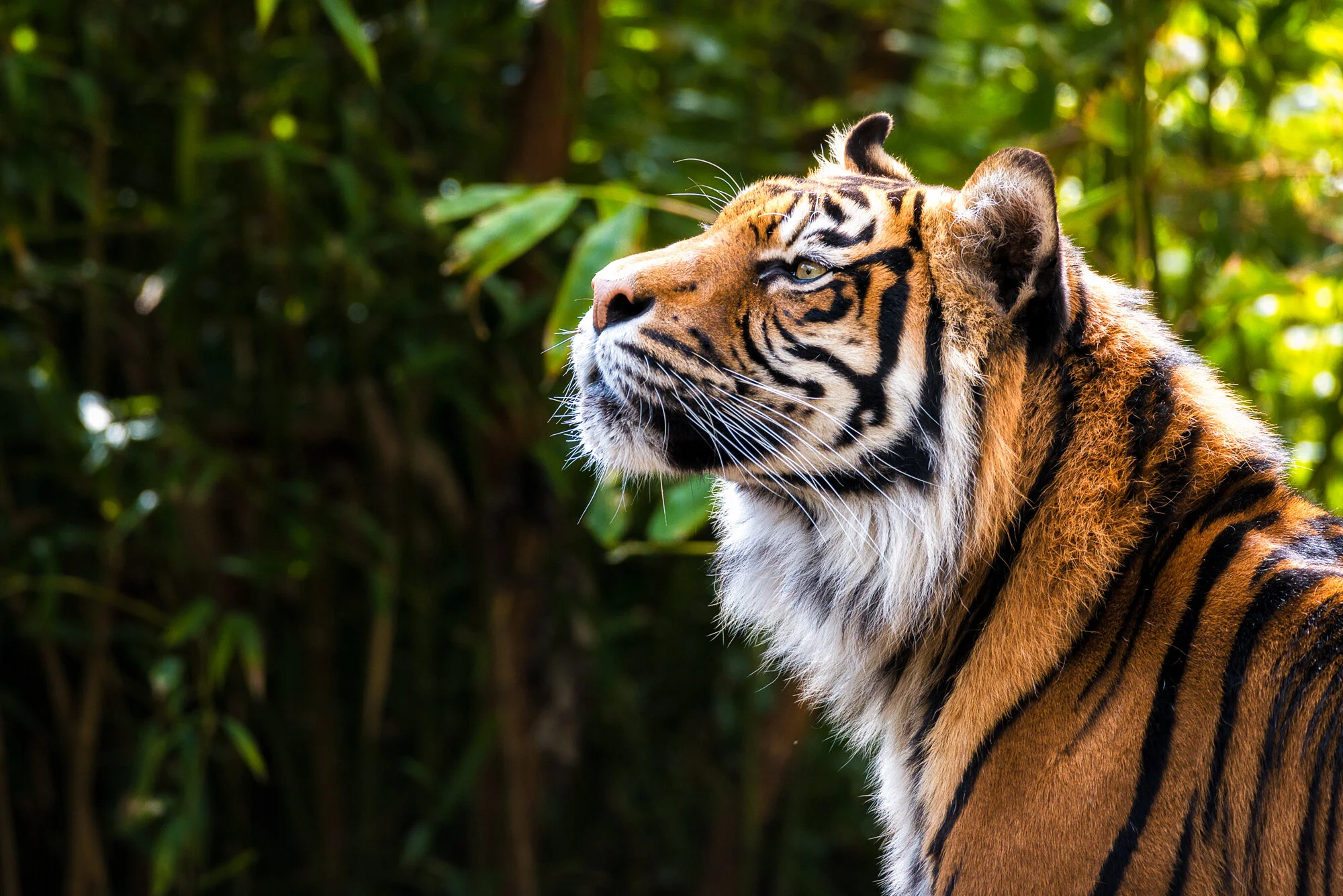 Wildlife/Nature Image Collection