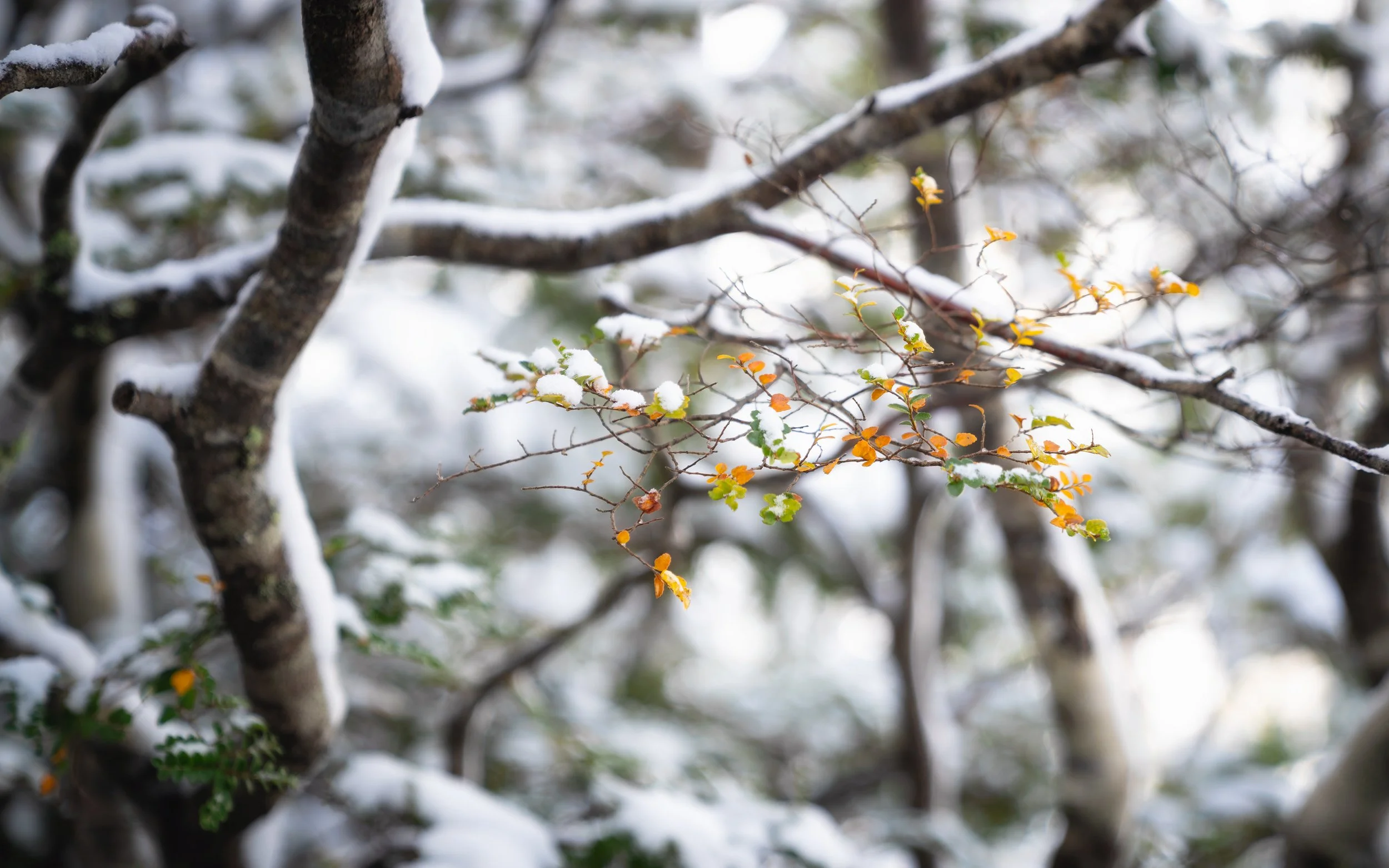 _DSC6293-Edit.jpg