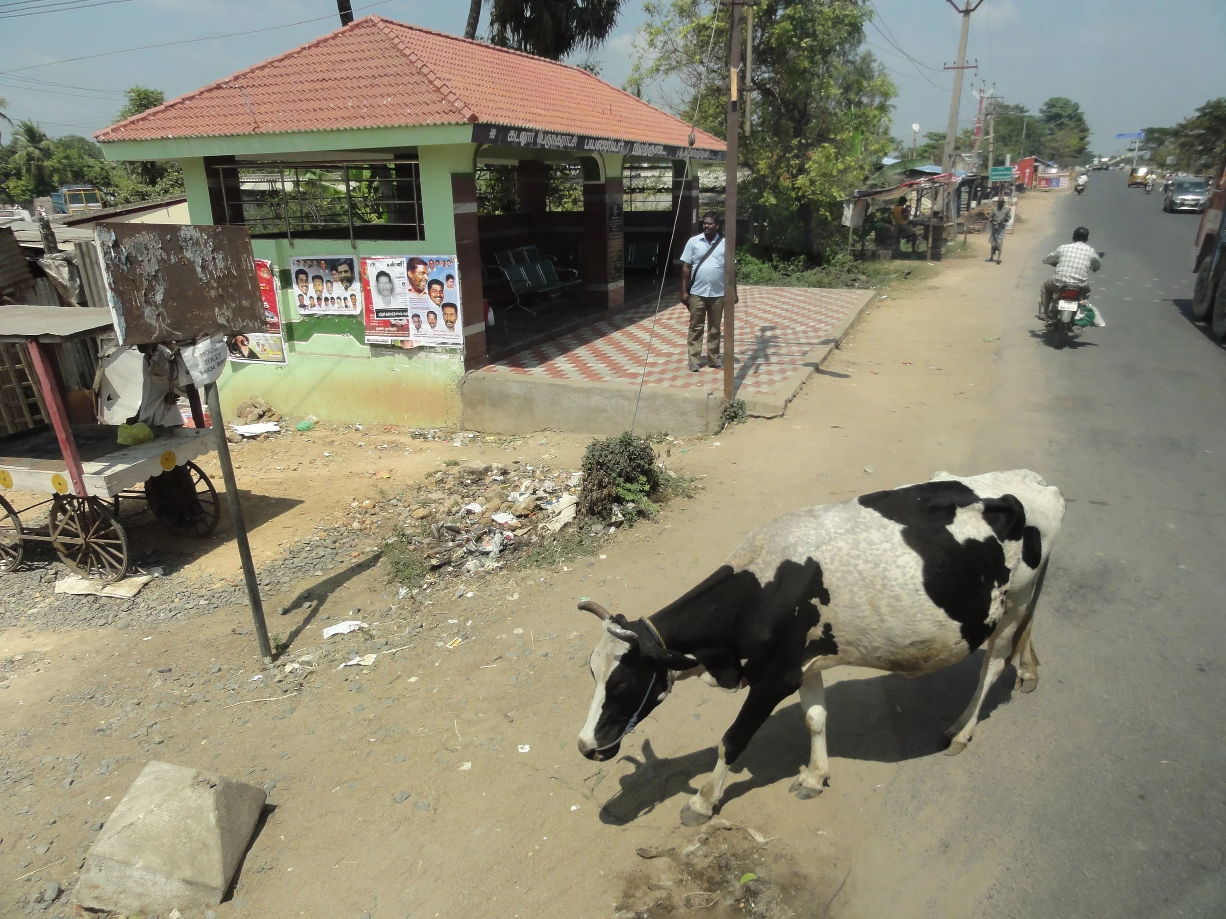 Looking down from the bus - this cow made it safely across the road in front of a truck and a scooter.