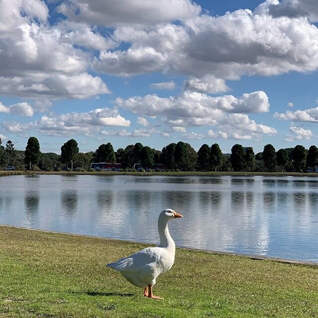 Wonderful walks on sunny Autumn 🍂 days in Sydney! Swipe 👉👉 #goose #swan #centennialpark #sydney #sydneyaustralia #sunnyday #autumn #sydneyharbour #whitegoose #nature #naturephotography