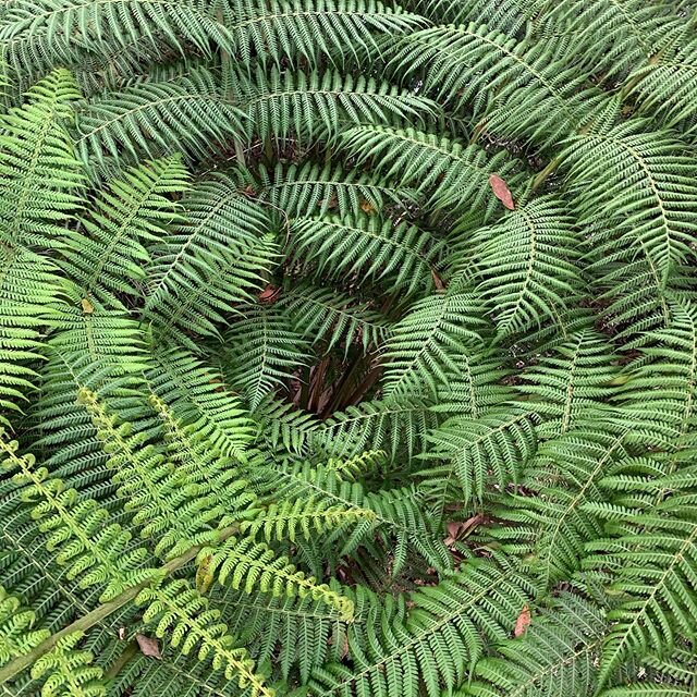 SO GREEN 🤩🤩 #nature #naturephotography #ferns #fitzroyfalls #weekendvibes #wonderful #thelittlethings