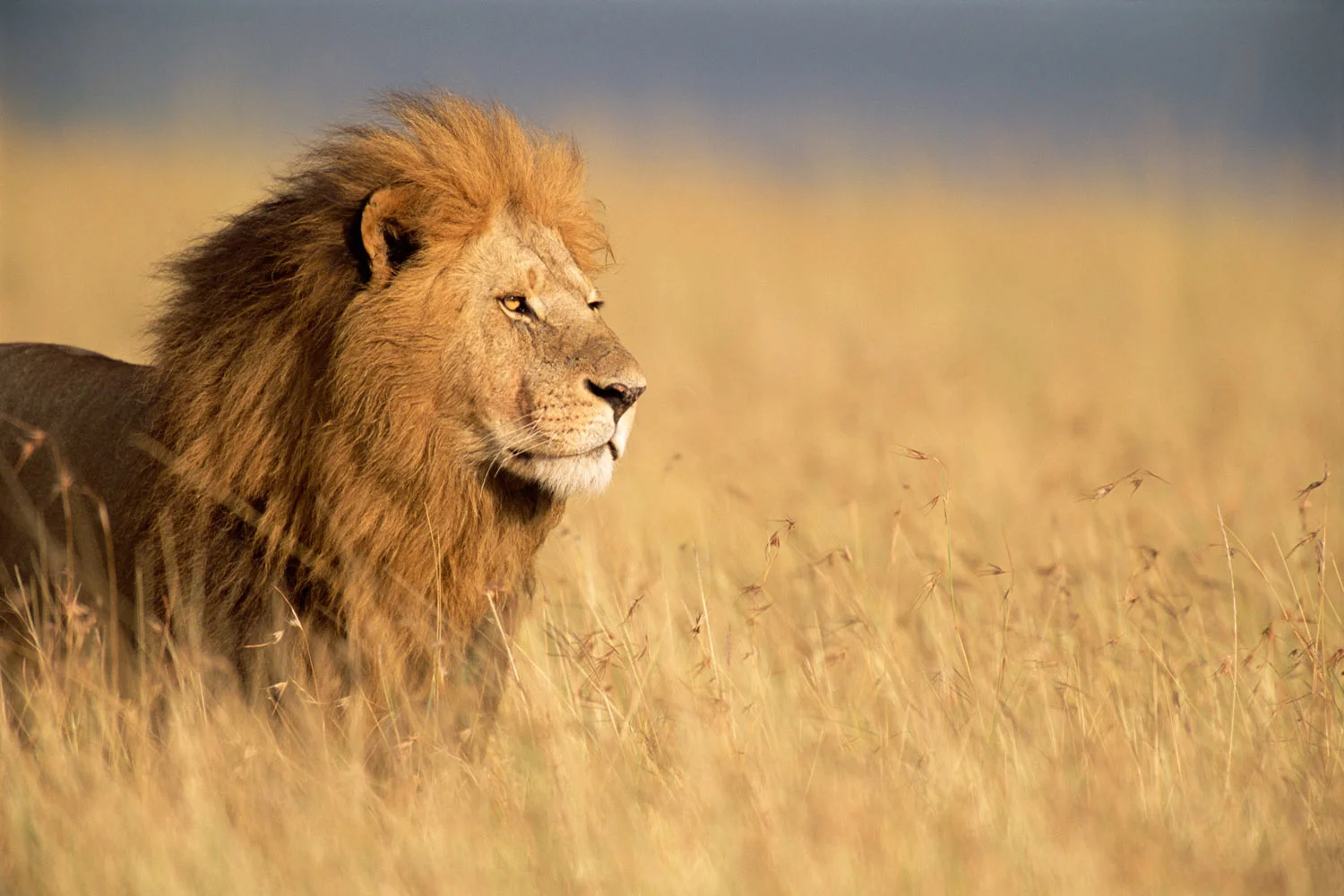 James Warwick | Fine Art Photography | Wildlife