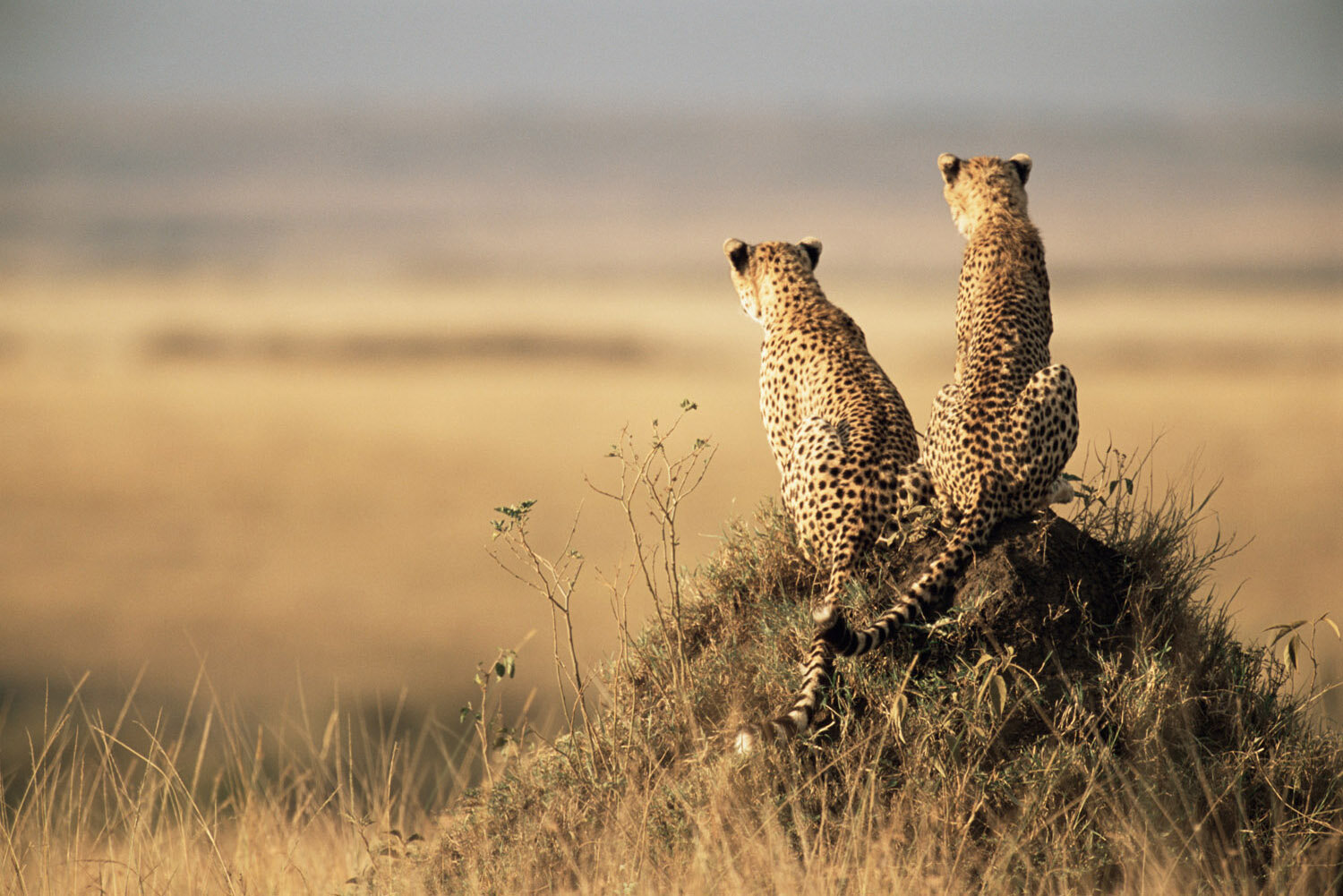 Sentry Duty - Fine Art Photography