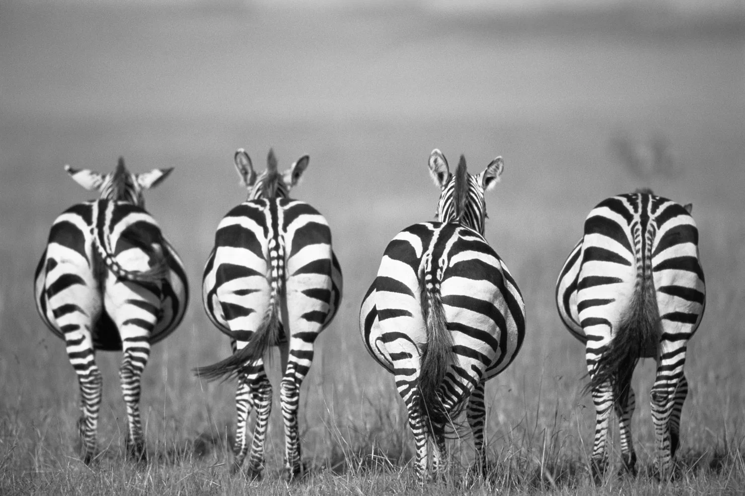 common-zebra-behinds-nature-wildlife-photography-james-warwick-bw.webp