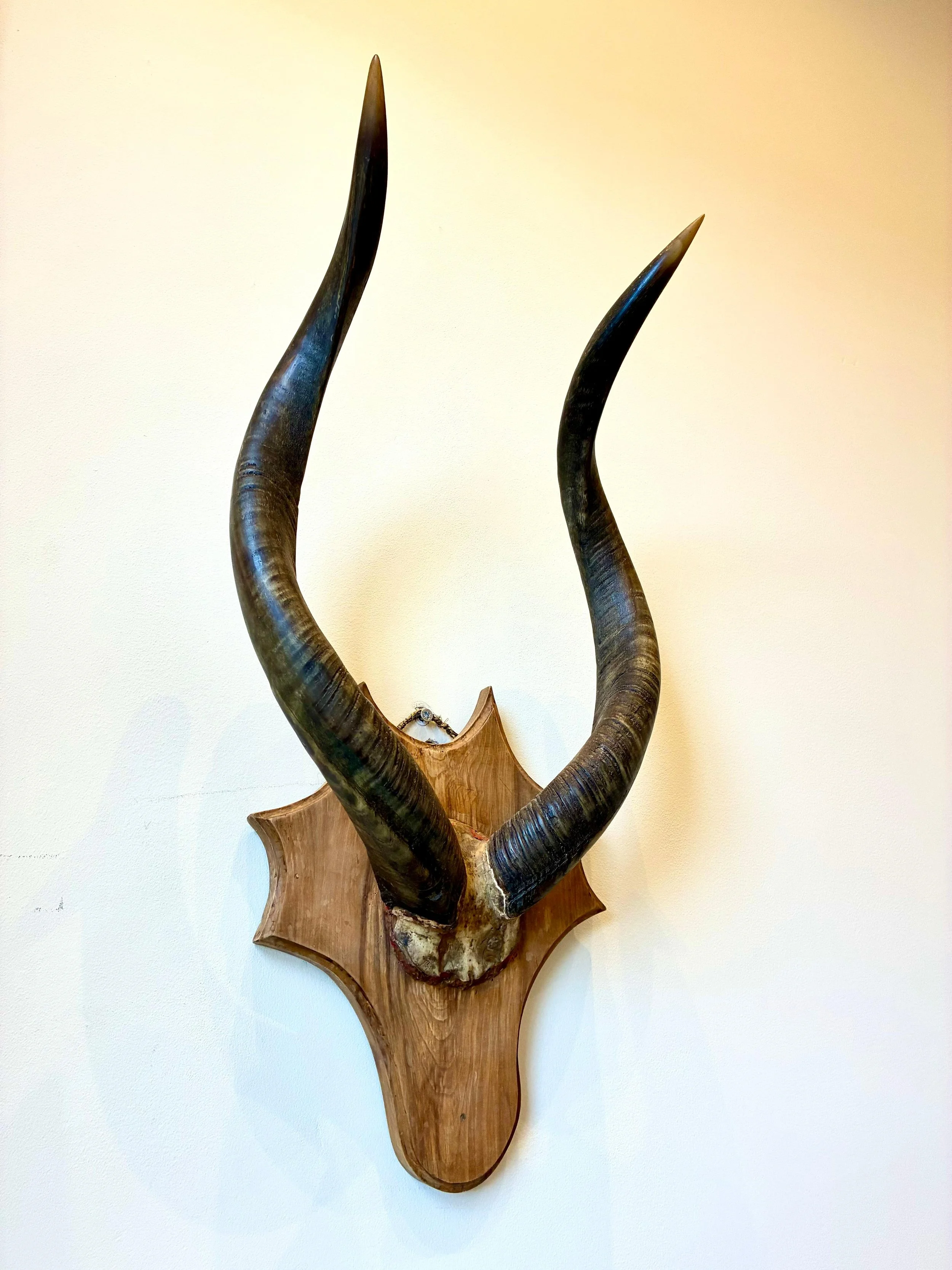 Antique Kudu Horns on Decorative Wooden Plaque