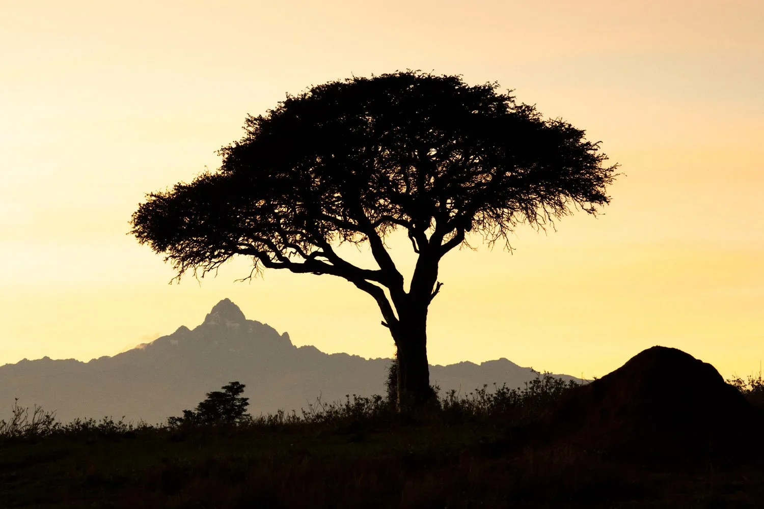 First Light, Laikipia