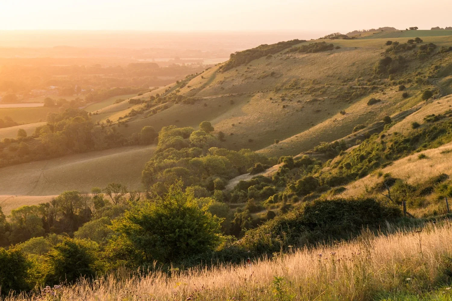 ditchling-beacon-south-downs-2-nature-wildlife-photography-james-warwick.webp