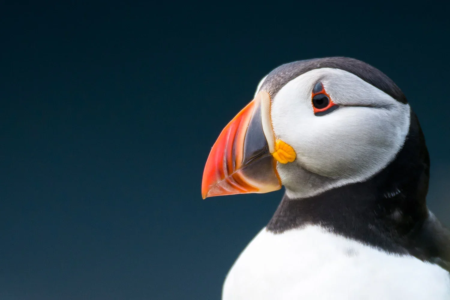atlantic-puffin-portrait-3-nature-wildlife-photography-james-warwick.webp