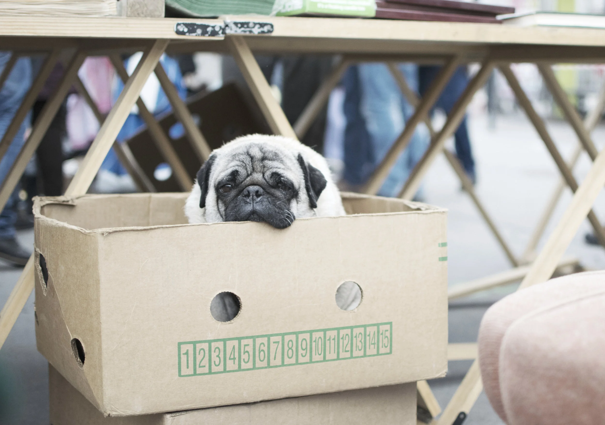 160213_Mops_Naschmarkt_1_alter Stil.jpg