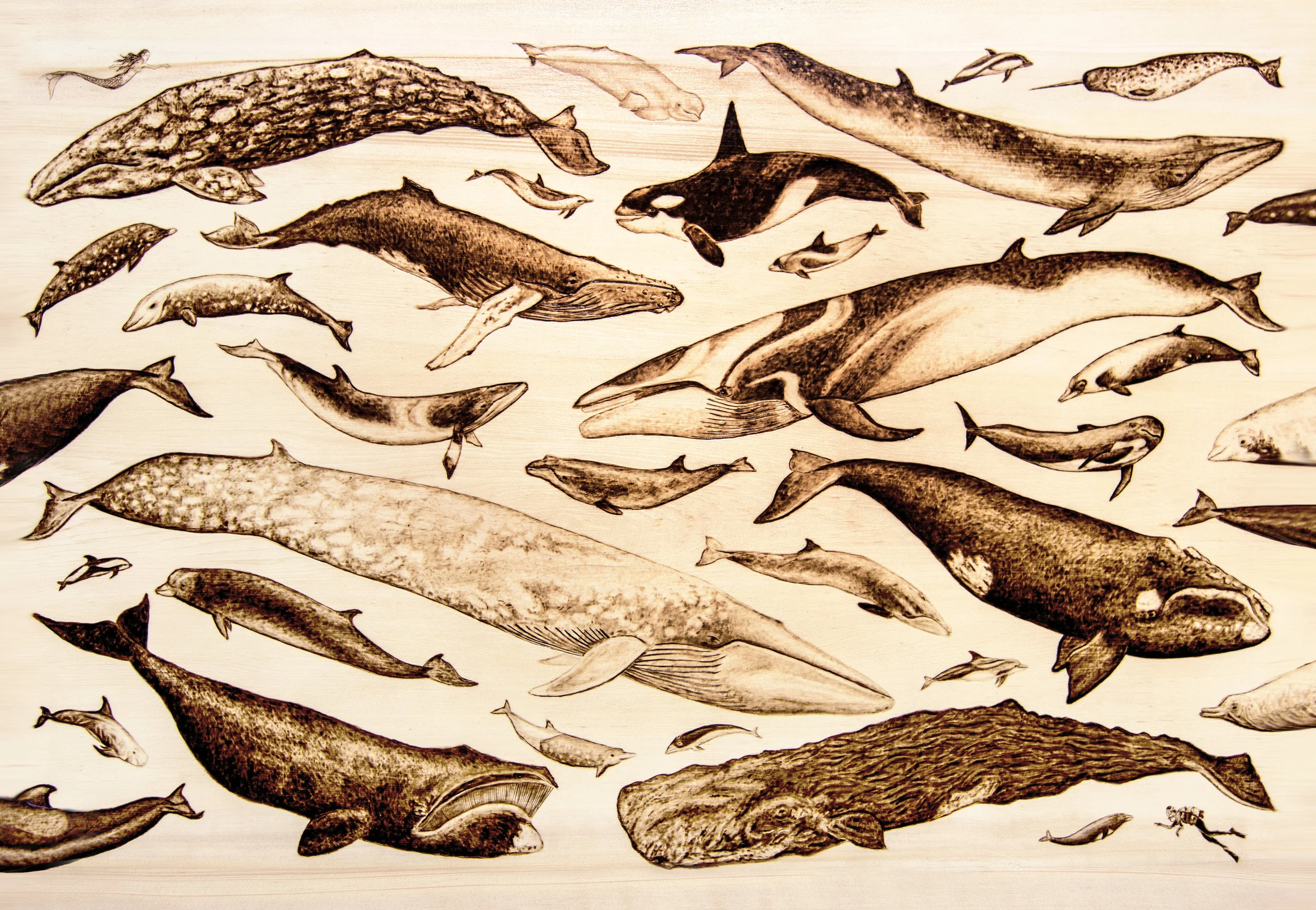 Print-Whale.jpg