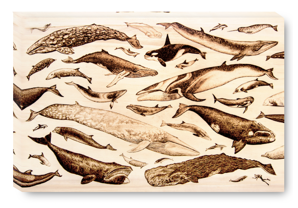 Gallery Wrap Whales and Dolphins.png