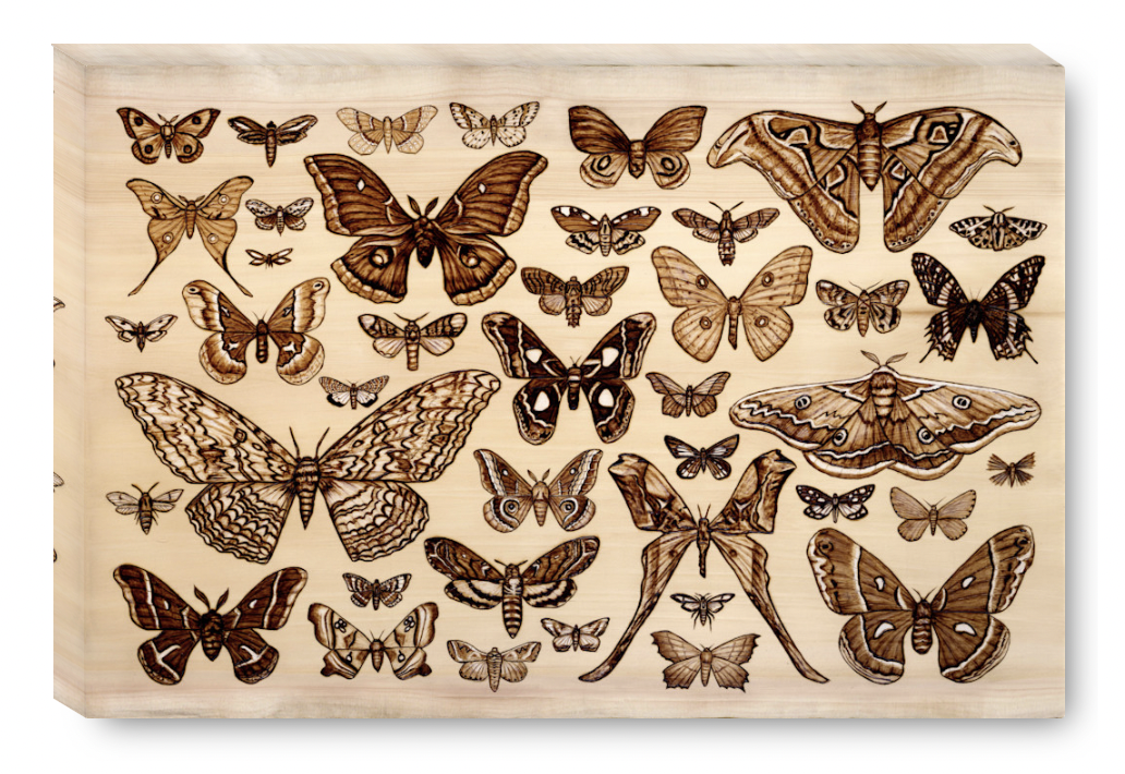Gallery Wrap Moths.png