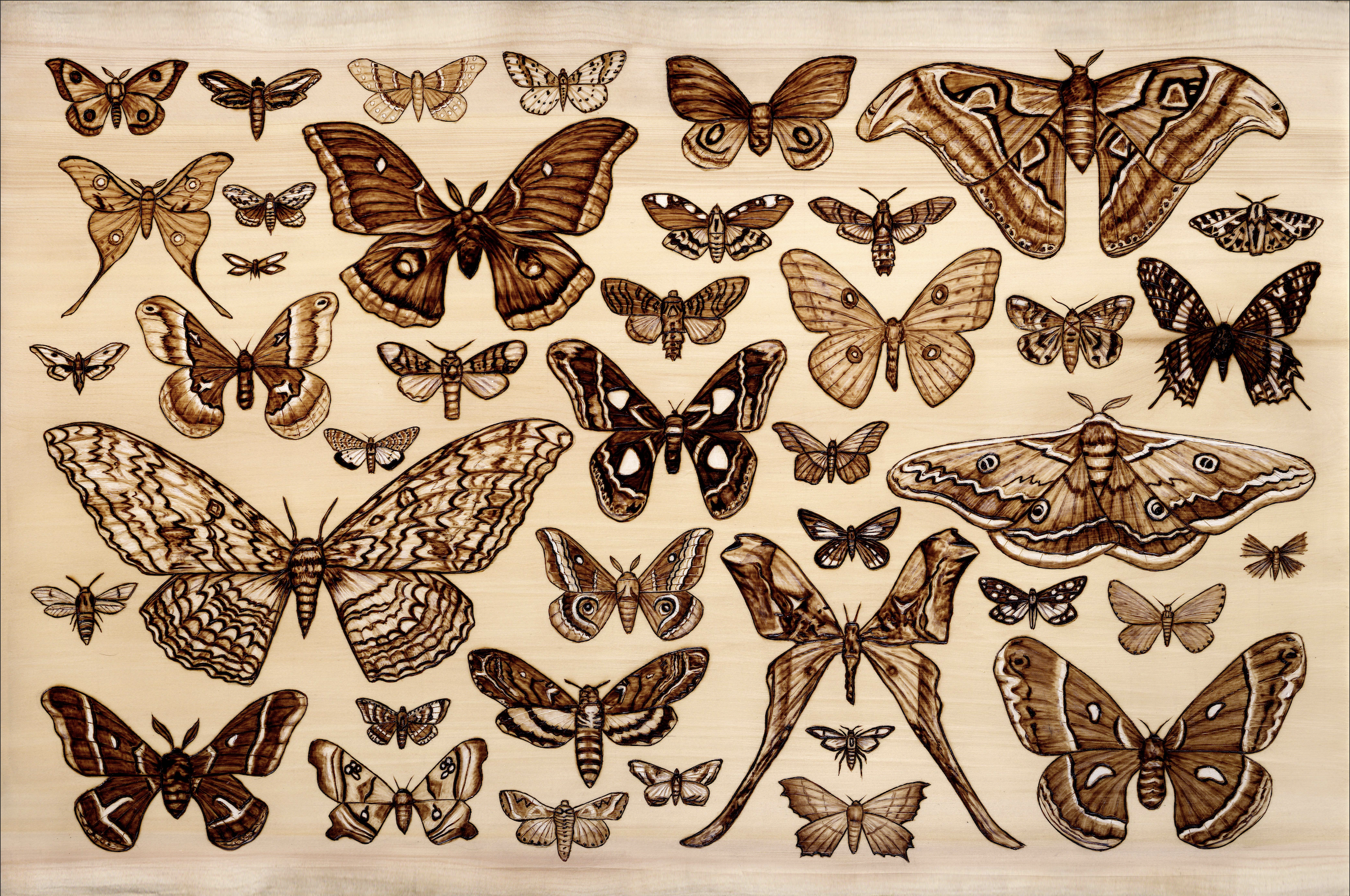 Moths Print Small.png