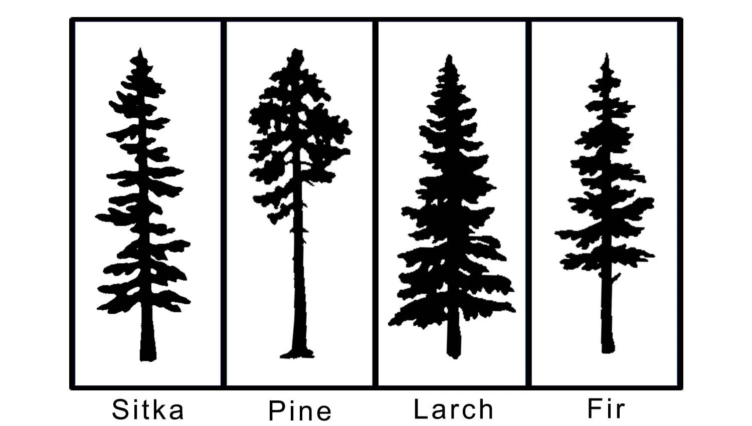 Tree Types.jpg