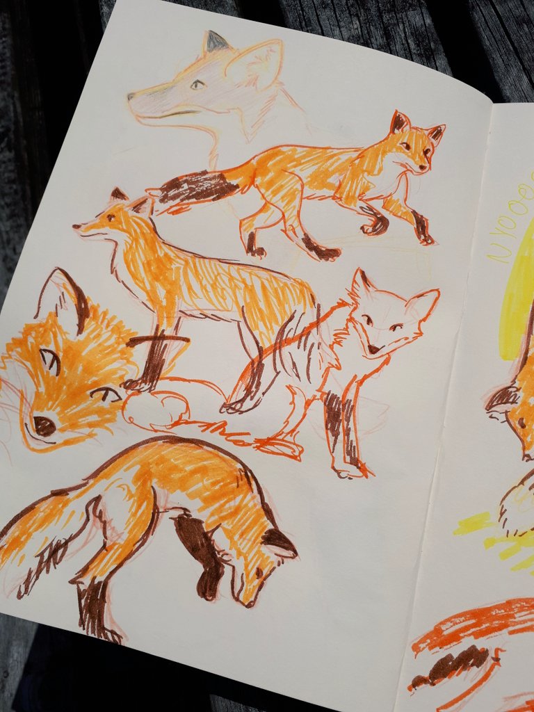 fox sketches1.jpg