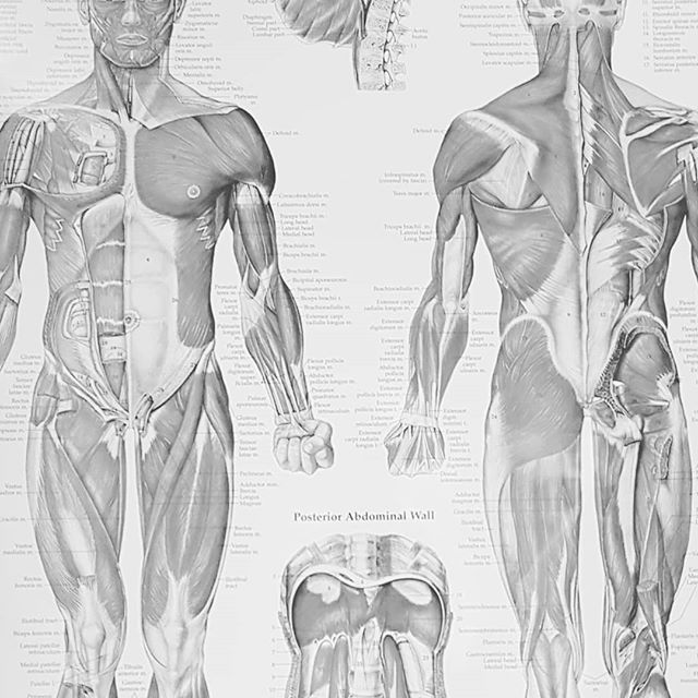 Muscles! A tight muscle can pull the body outta wack, disrupting the mechanics of joints, the nervous system and organs. 
How to fix it? Go see an Osteopathic practitioner 😍 We can assess to find why you have tight muscles,  make adjustments to help