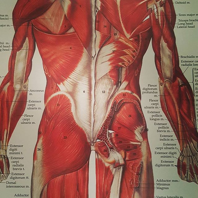 The body is a unit! Did you know when you have tight hip or bum muscles that it can cause lower back pain.  Why? Because all the muscles are connected and in order to treat the lower back, you must also assess the hips and bum muscles. 
#manualtherap