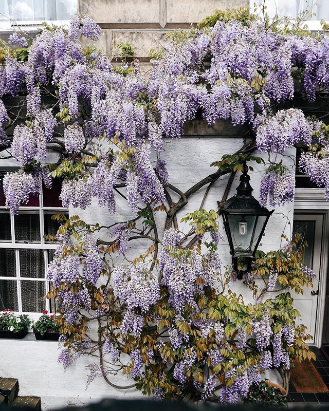 Wisteria strolls at Edinburgh&rsquo;s West End - I think I might have found my new favourite wisteria spot 💜 In other news we&rsquo;re finally back in the &lsquo;burgh after another weekend away and I&rsquo;m still trying to catch up on housework. H