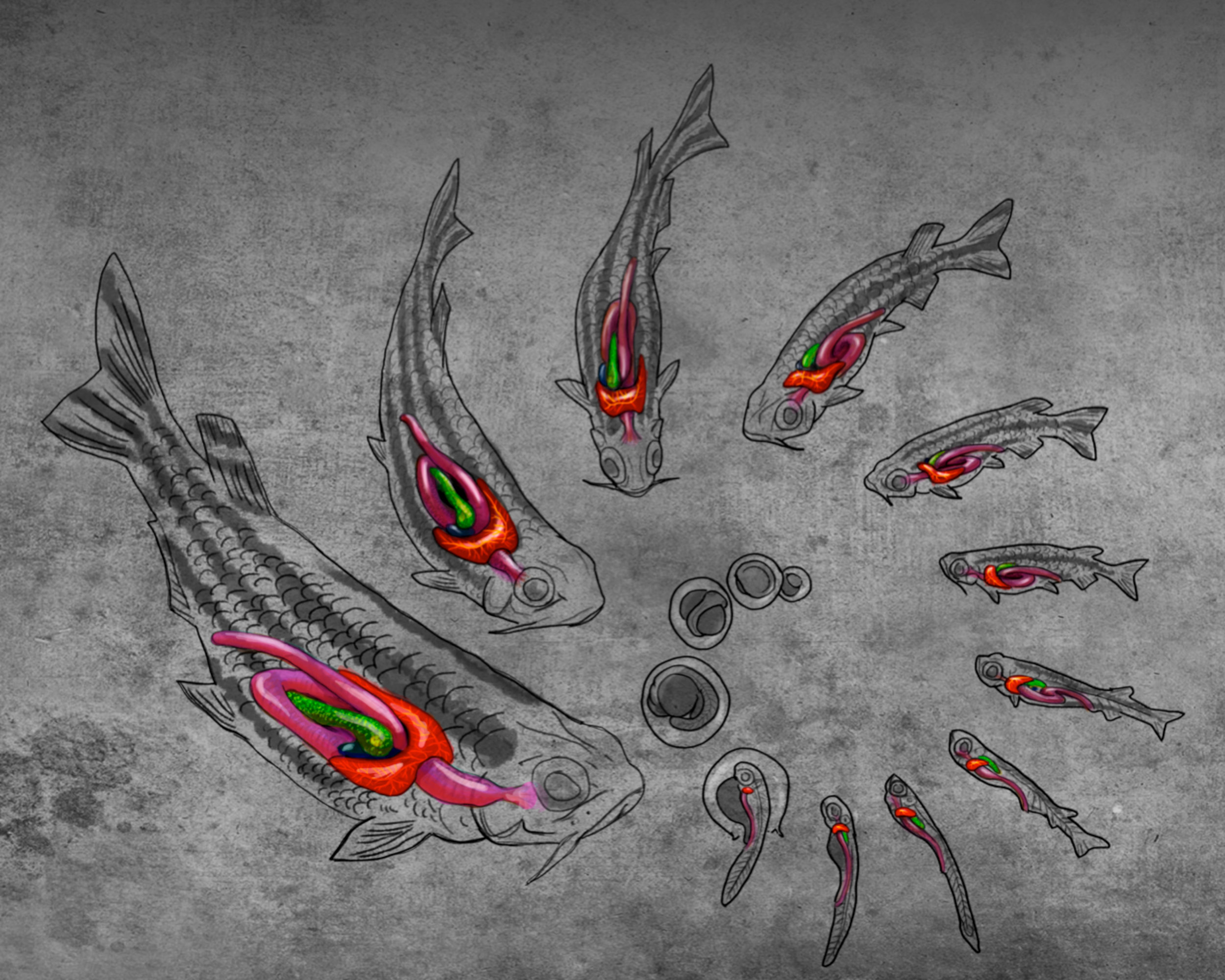 ZebrafishLifeWithGIorgans.jpg
