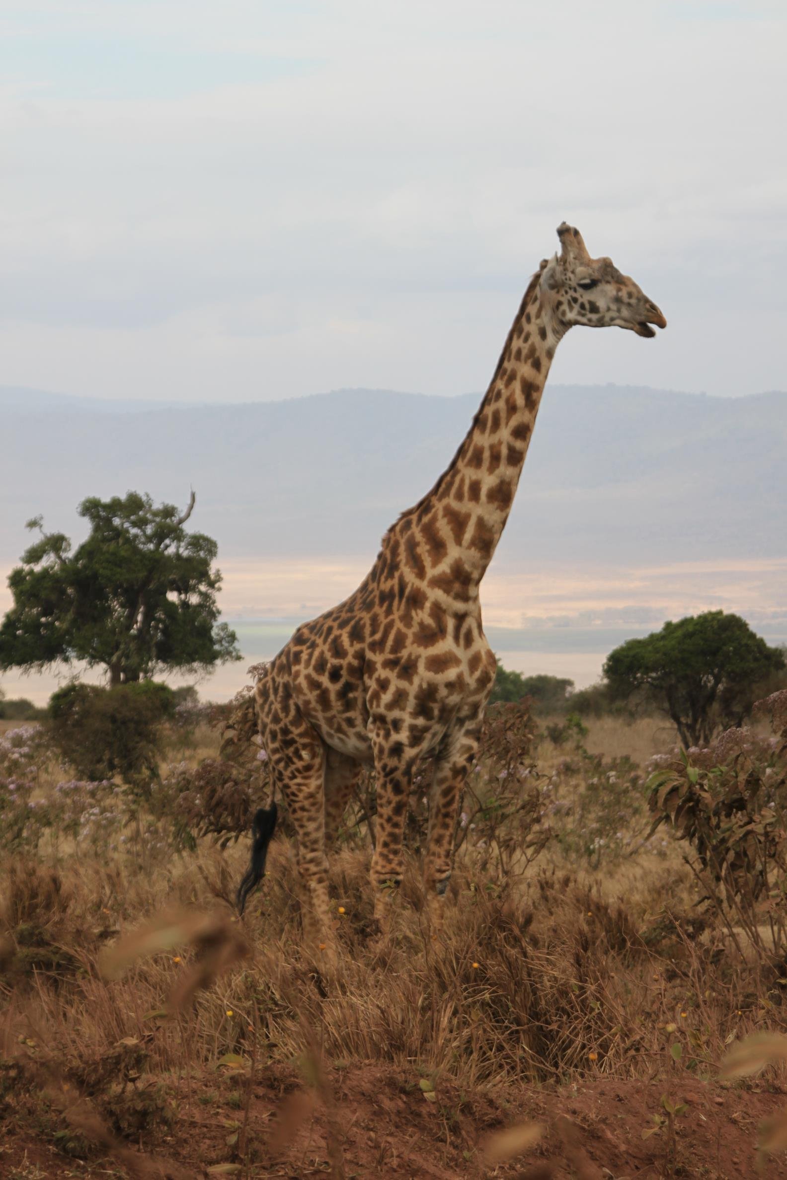 Kilimanjaro 2022 - 15.jpeg