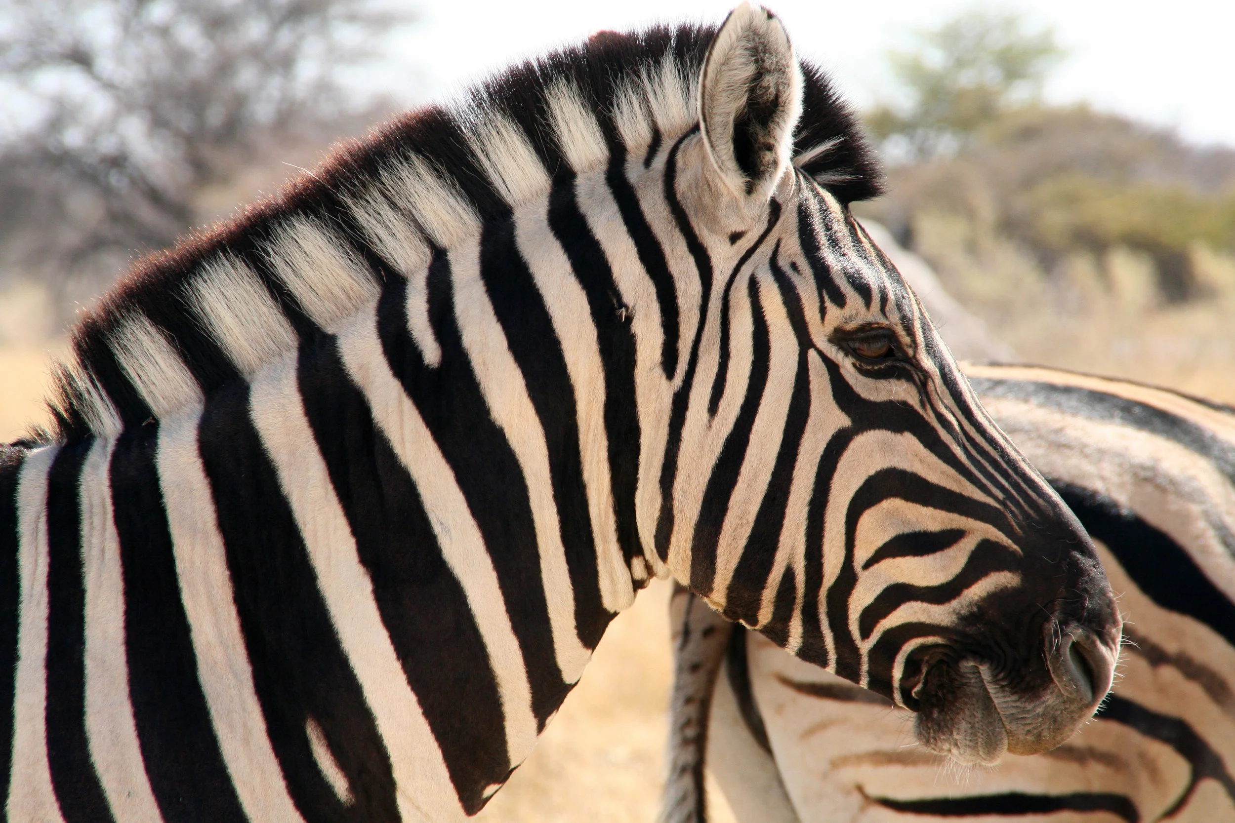 Botswana