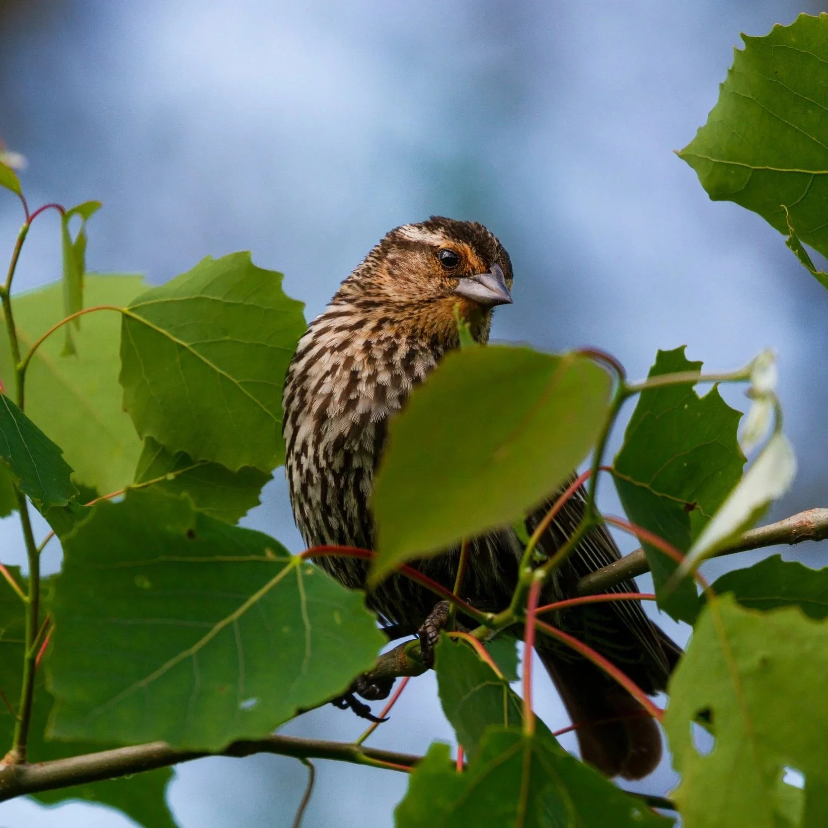 A small bird with brown and black speckled feathers perched on a branch among large green leaves.