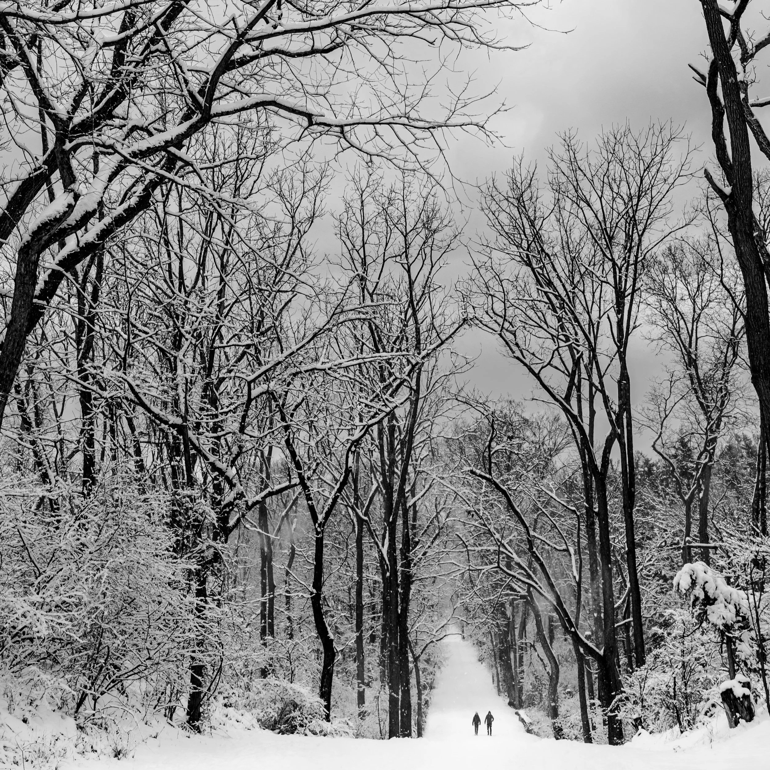 A snowy winter scene in a forest with tall bare trees covered in snow. Two people are walking on a snow-covered path in the distance.