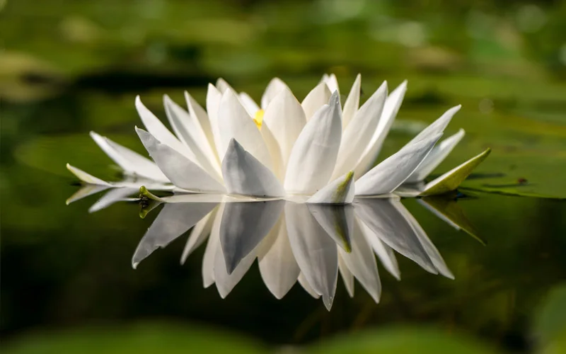 10lilly.jpg