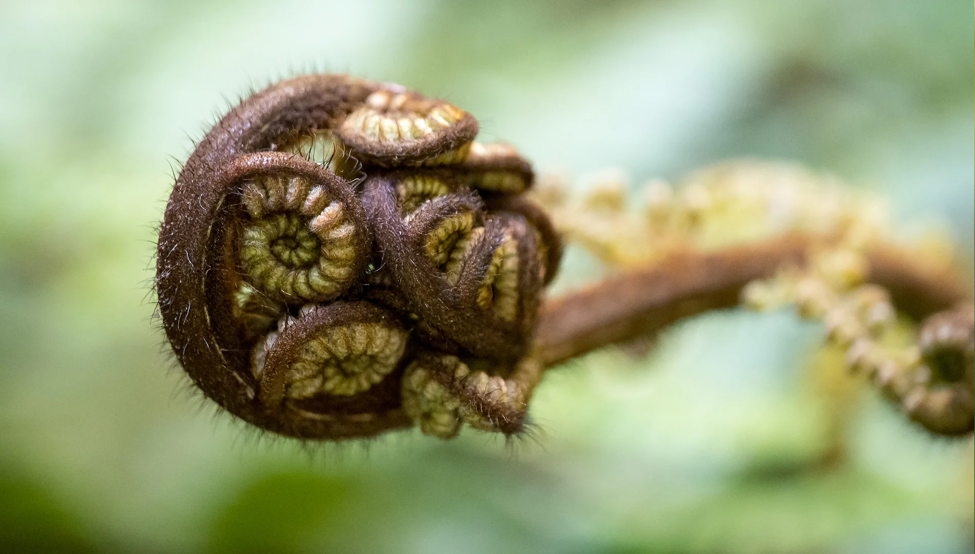 NZ fern3.jpg