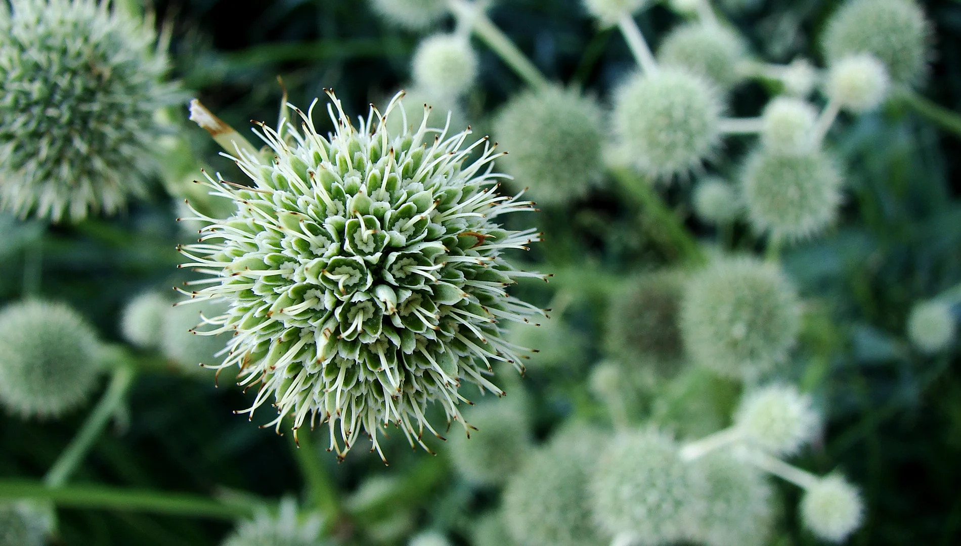 ball plant.jpg