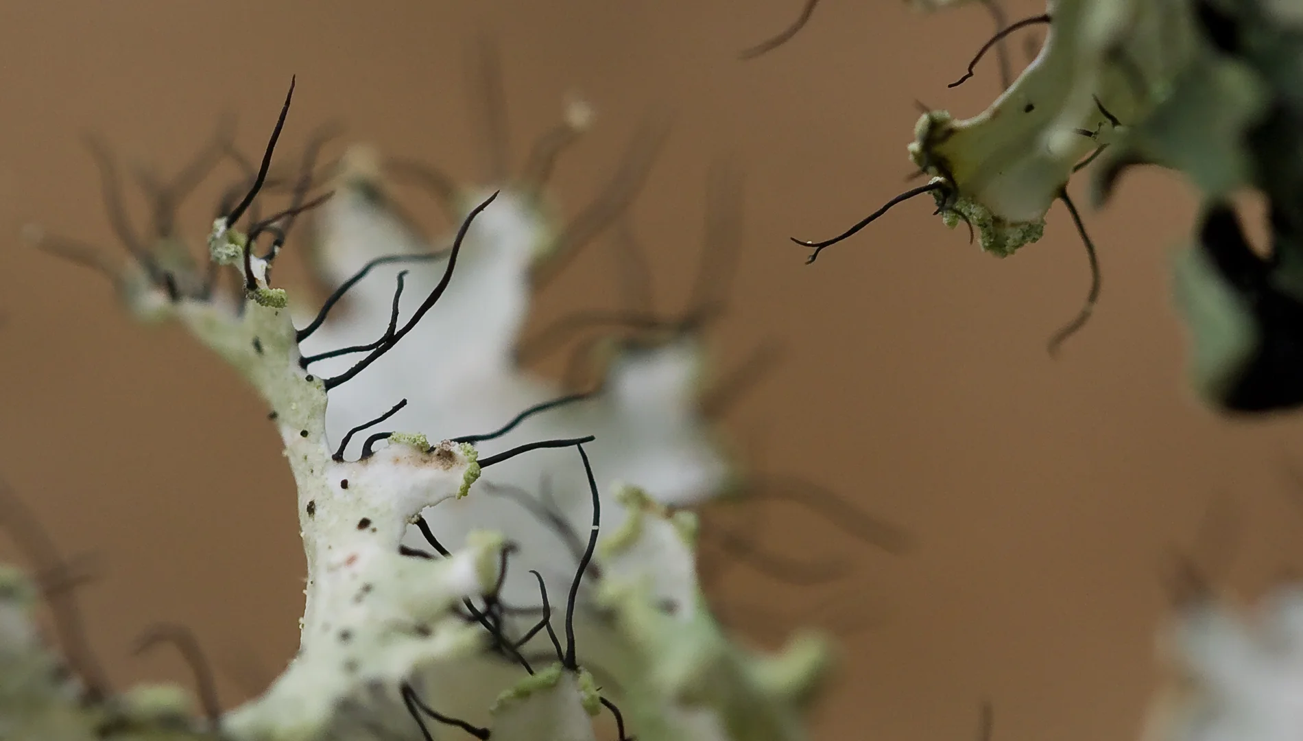lichen1.jpg