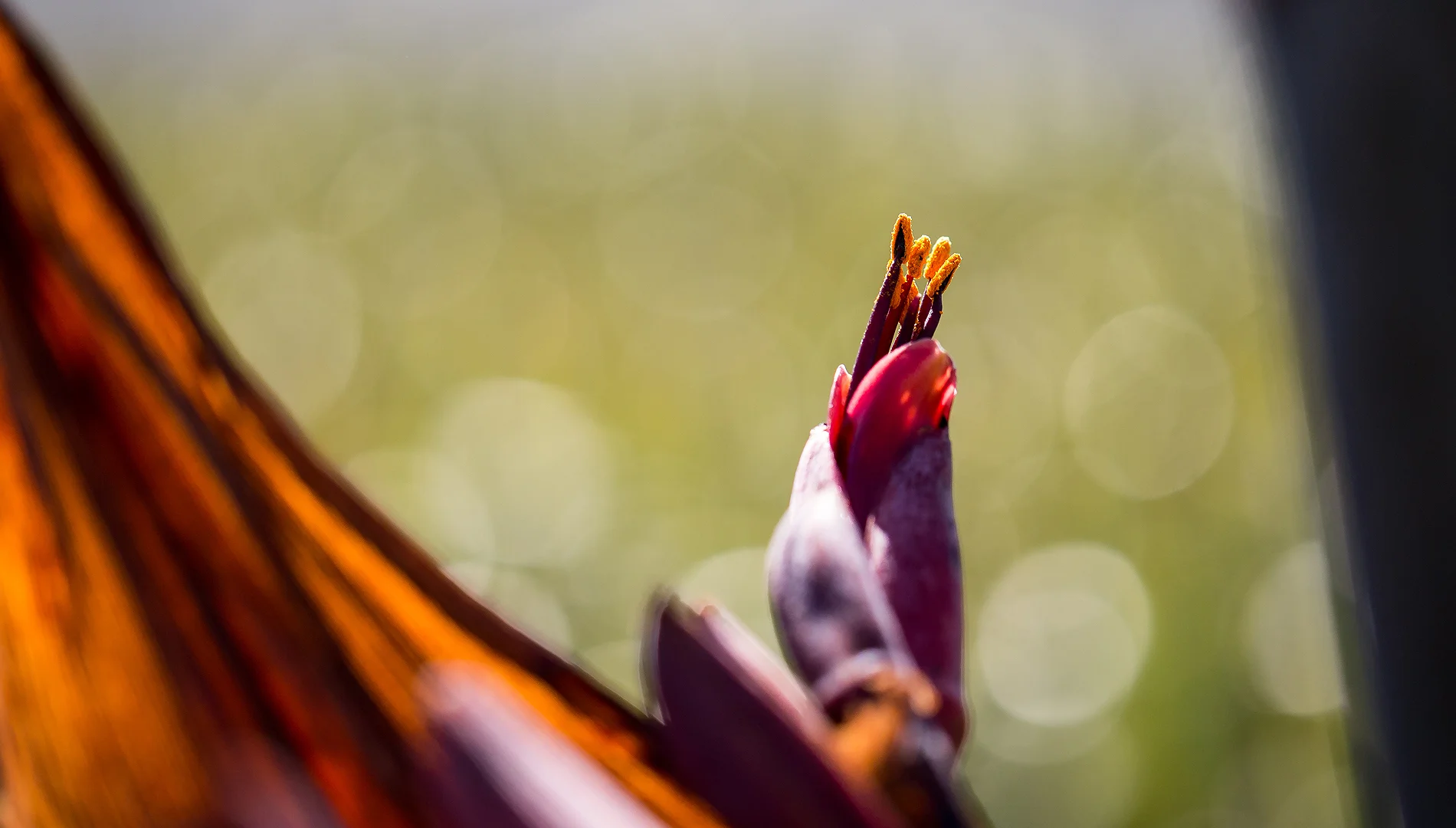 NZ flax2.jpg
