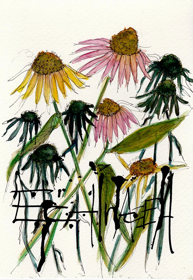 Echinacea.jpg
