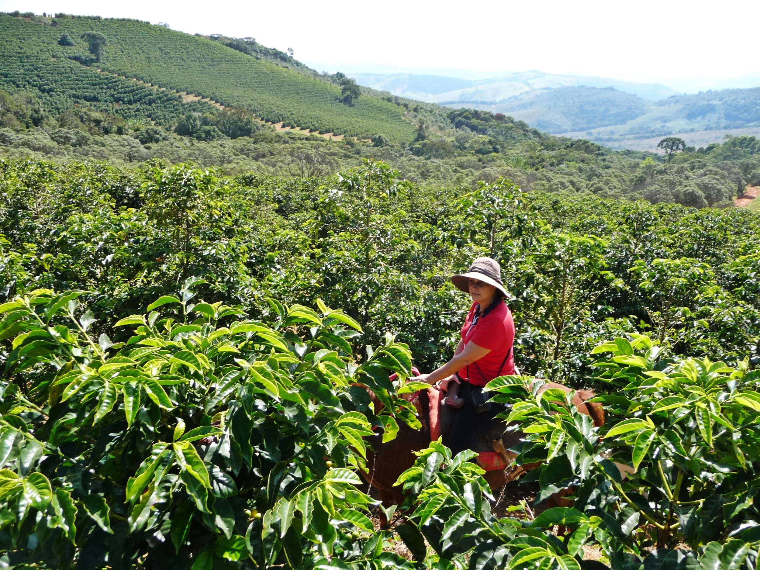 Fazenda Trapia 2026 — Coffee Cargo
