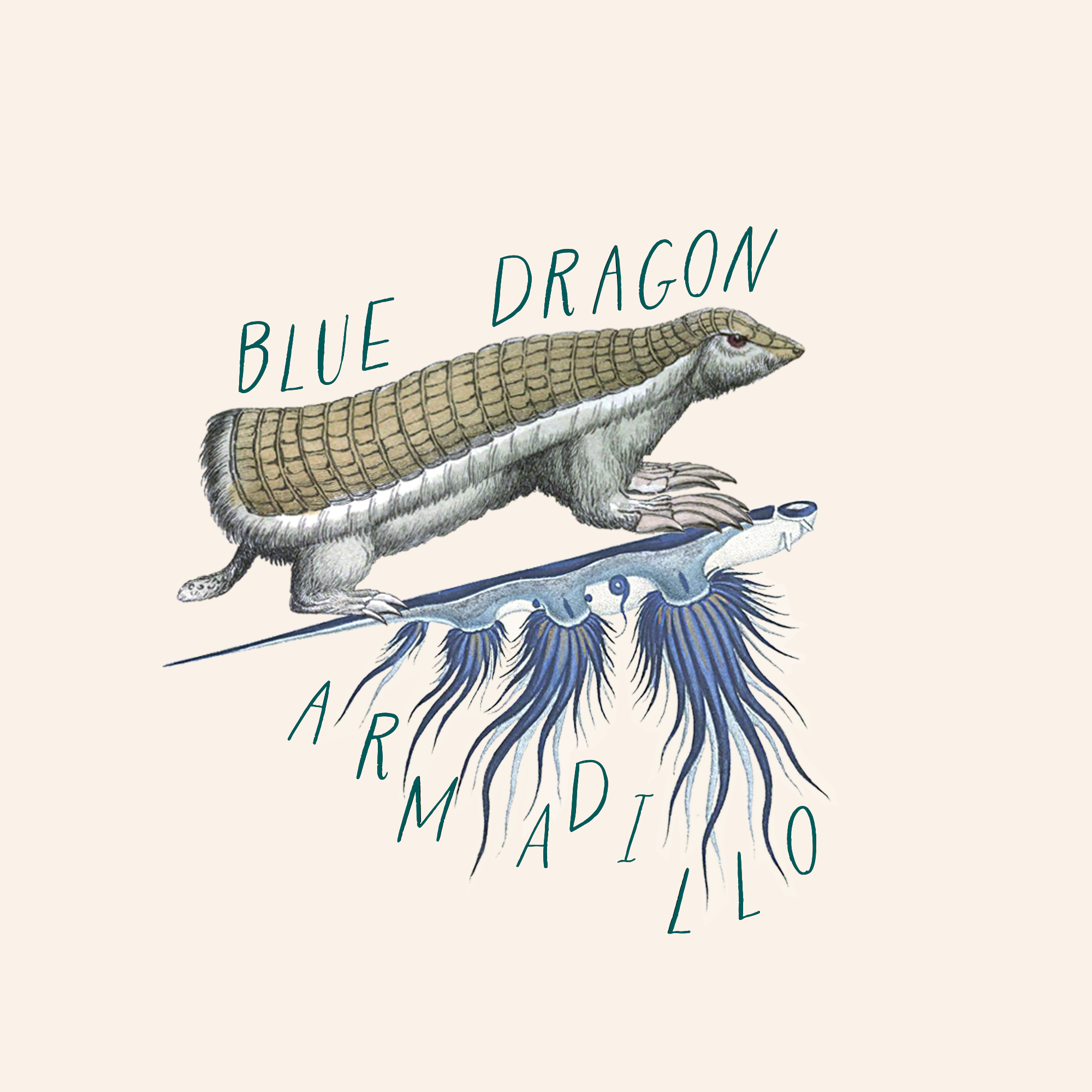 Blue Dragon Armadillo