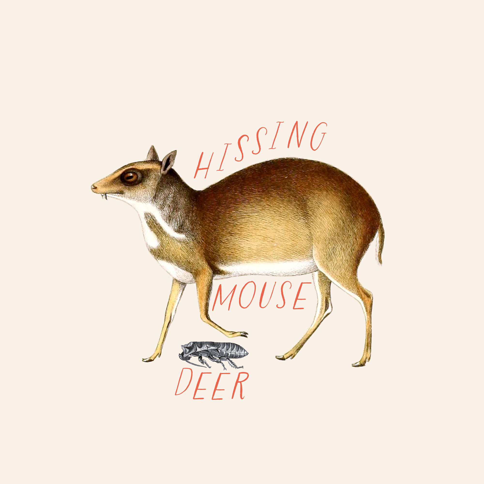 Hissing Mouse Deer