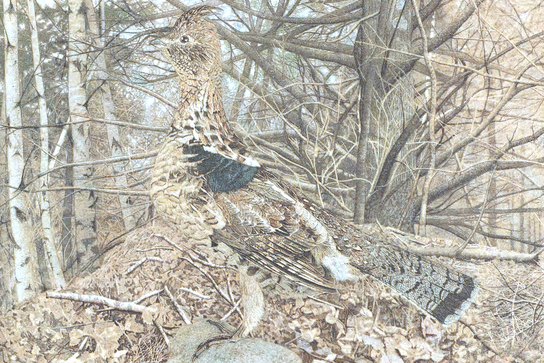 Concealing Coloration in the Animal Kingdom (1909)