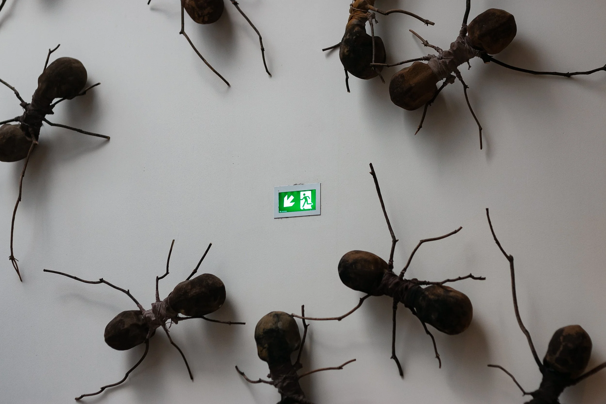 Creepy Crawlies