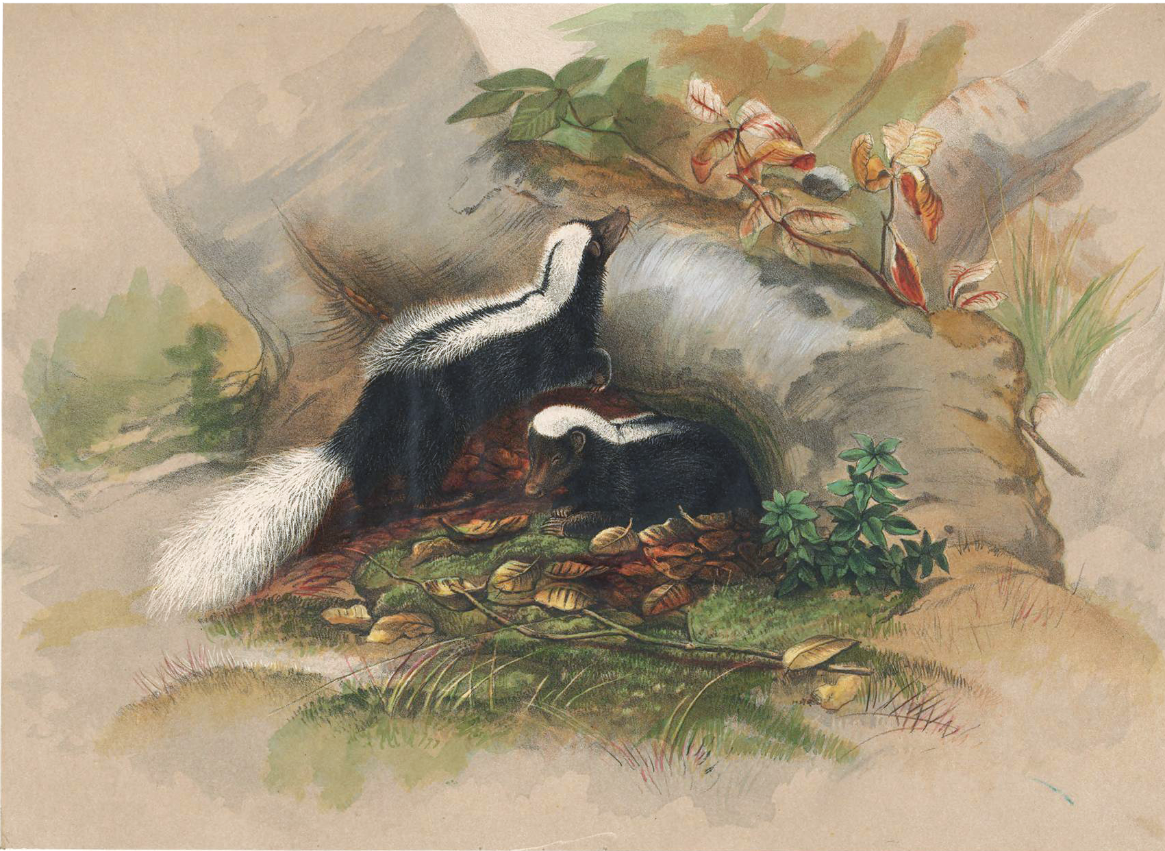 Zoological Sketches