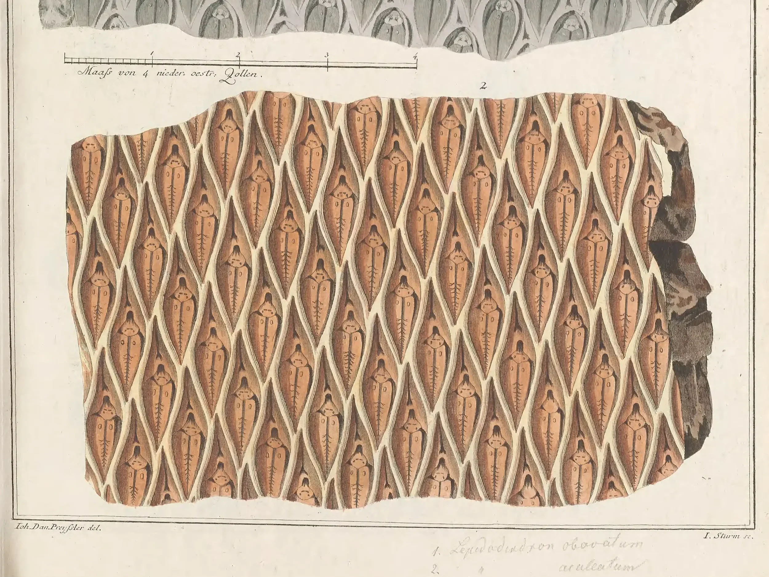 Flora of the Prehistoric World, Vol.I