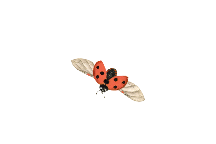 A scientific illustration of a ladybird by James Bolton