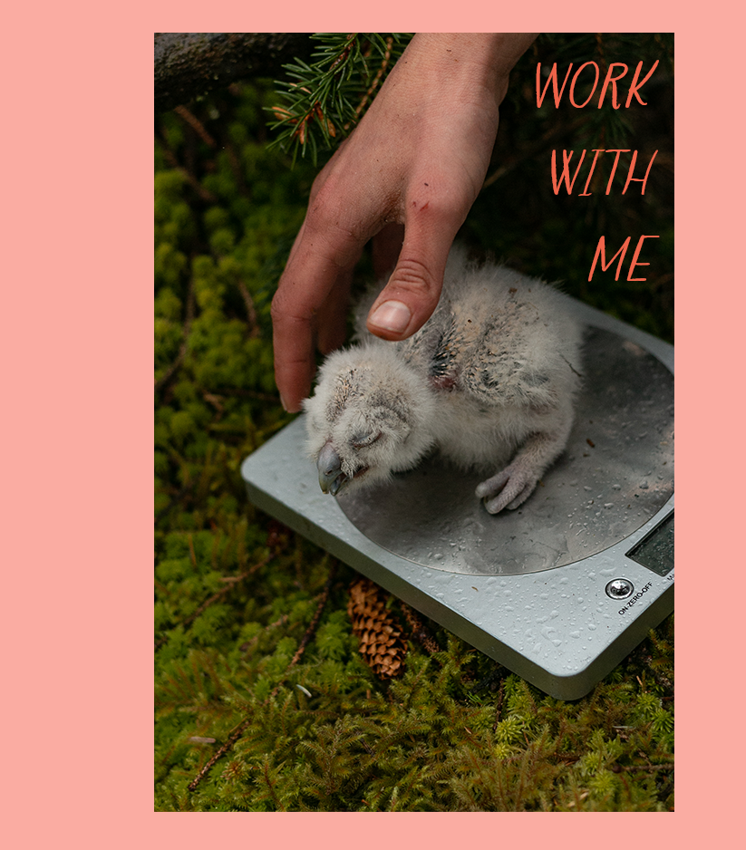 Photograph of a field researcher’s hand about to pick an owlet up from a measuring scale, on a mossy forest floor.