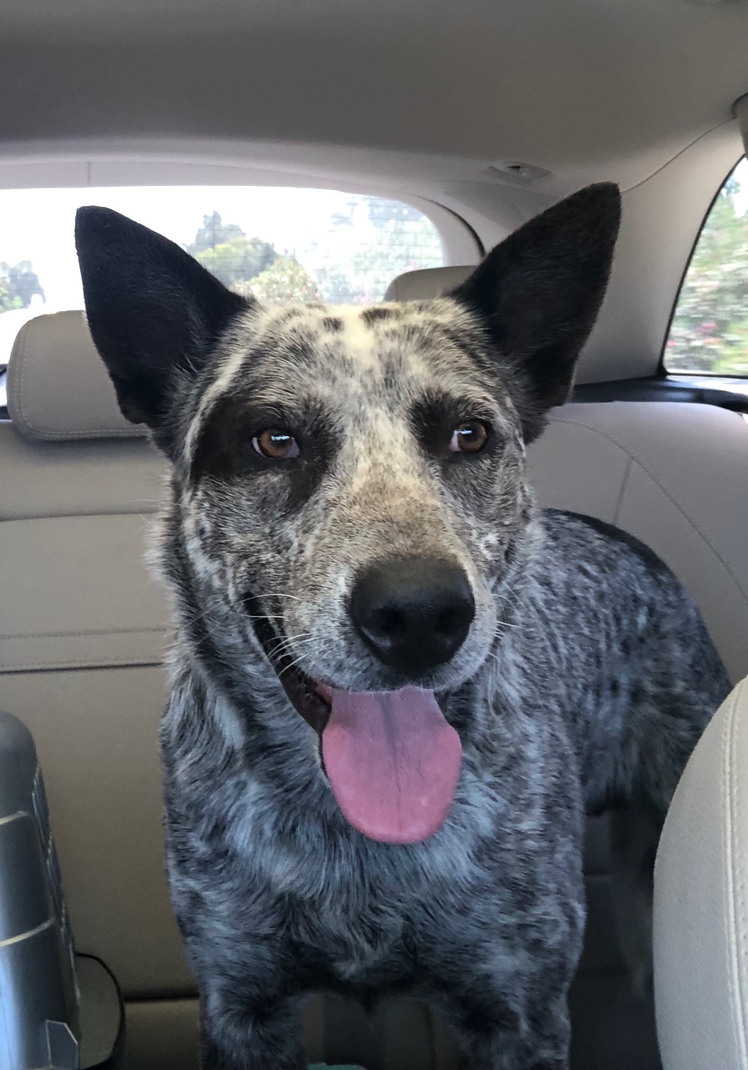 Bud Meet Bud! He is a 1 year old male Australian Cattle mix. We rescued this beautiful boy from the Central California Shelter in Fresno. If you are looking for beauty, brains, loyalty, and love…than Bud is the dog for you. Bud is a true companion dog and loves people.